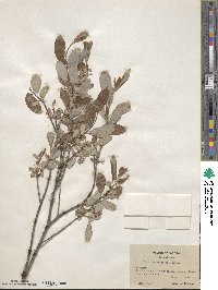 Salix athabascensis image