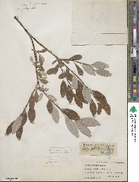 Salix athabascensis image