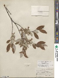 Salix athabascensis image