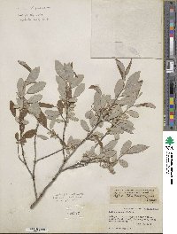 Salix athabascensis image