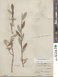 Salix athabascensis image