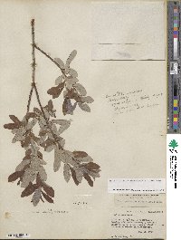 Salix athabascensis image