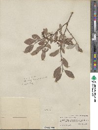 Salix athabascensis image