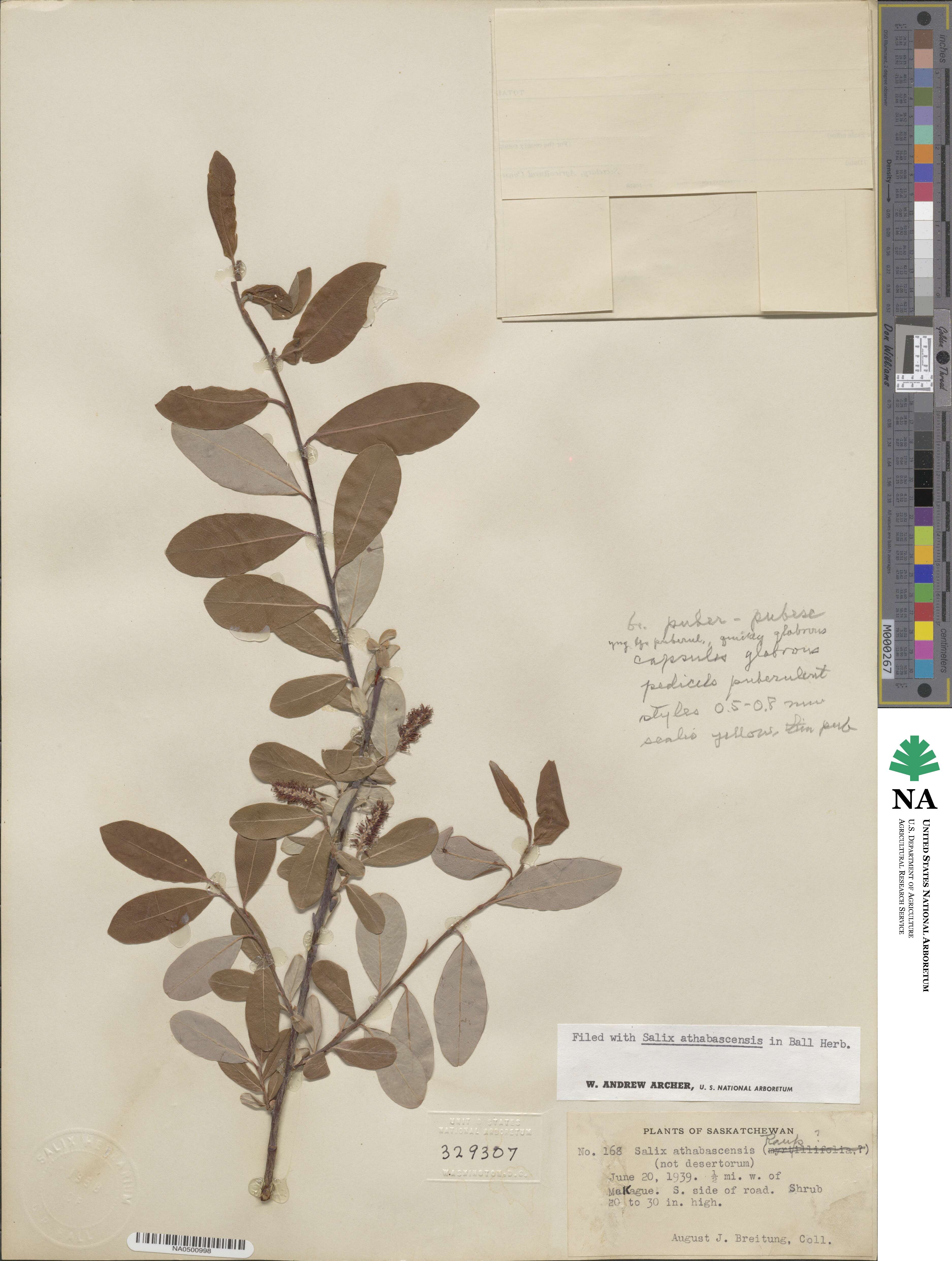 Salix athabascensis image