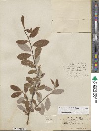 Salix athabascensis image