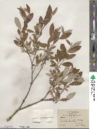 Salix athabascensis image