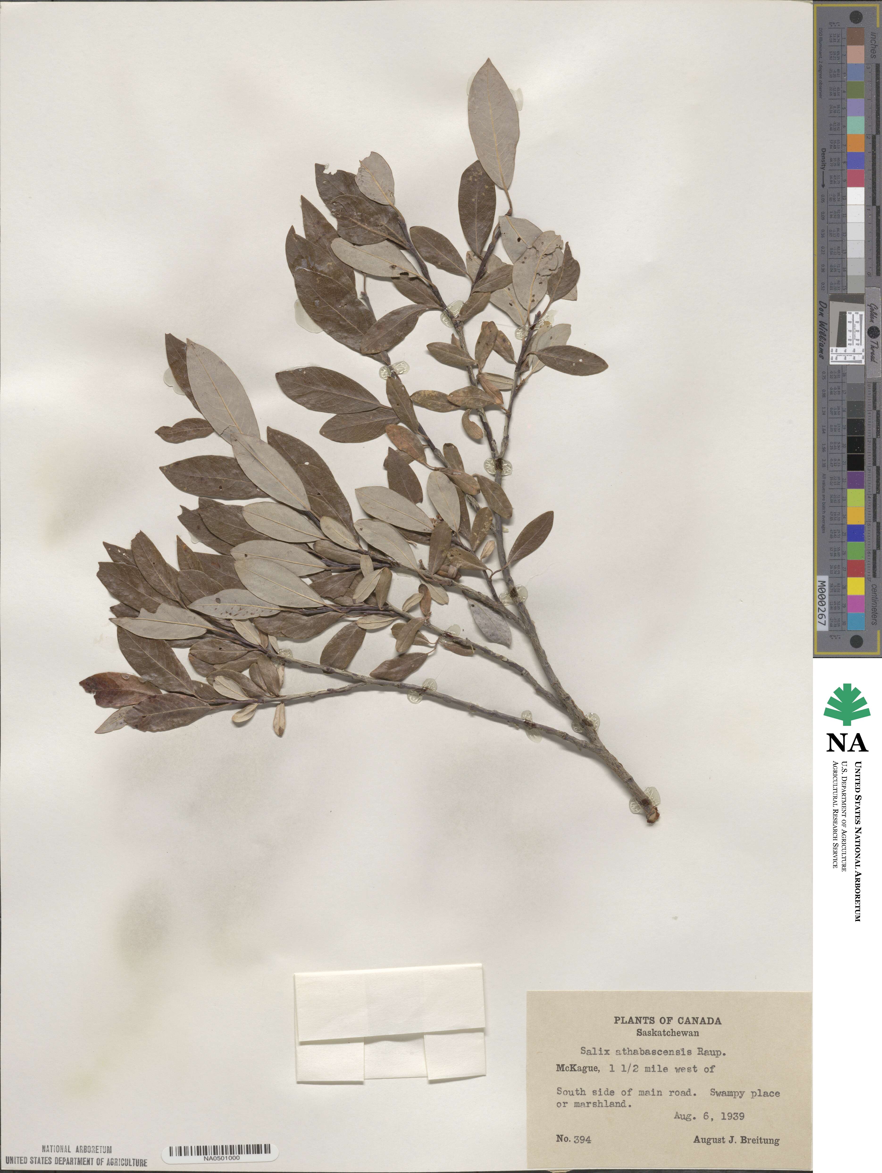 Salix athabascensis image