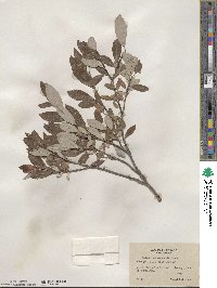 Salix athabascensis image