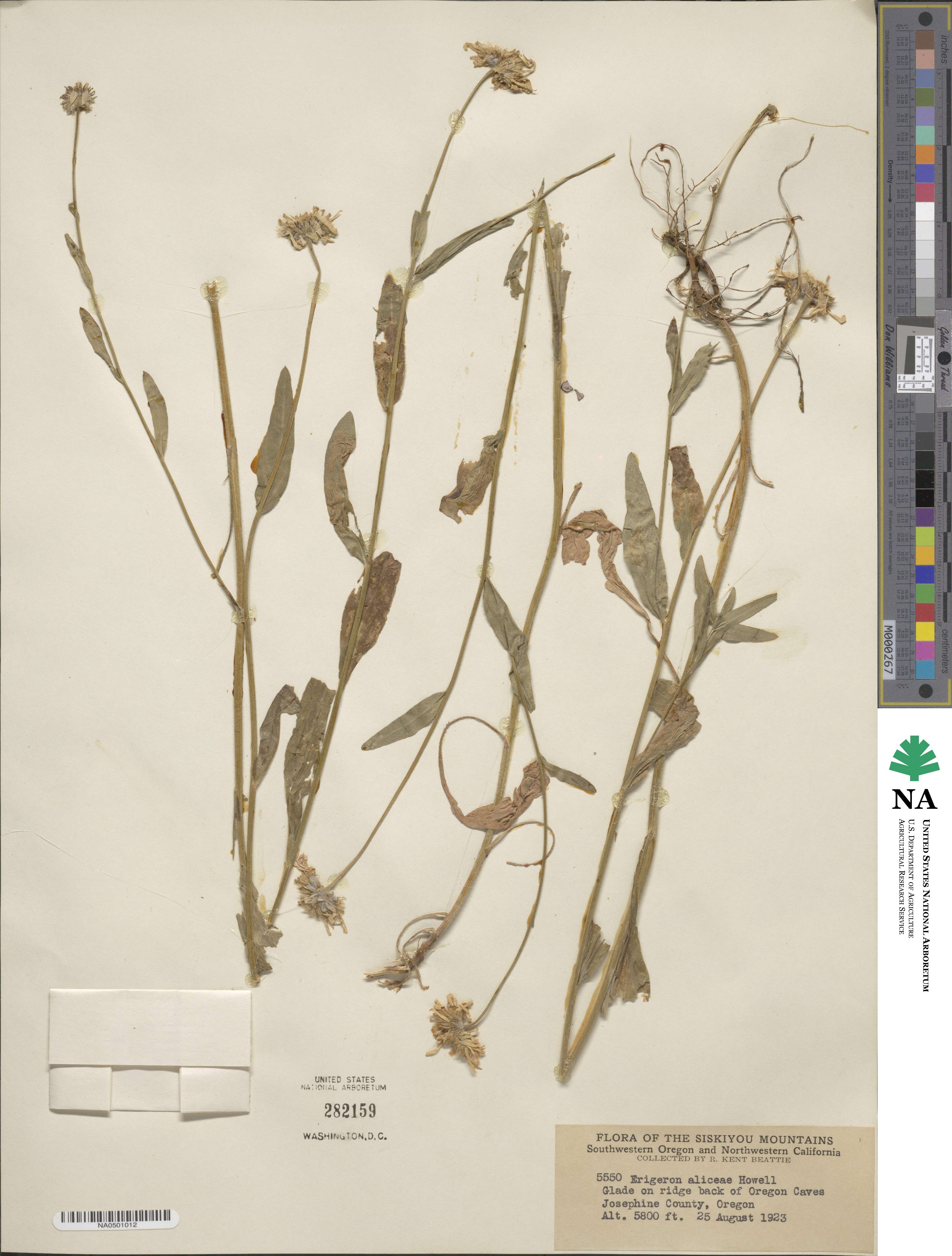 Erigeron aliceae image