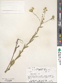 Erigeron annuus image