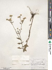 Erigeron annuus image