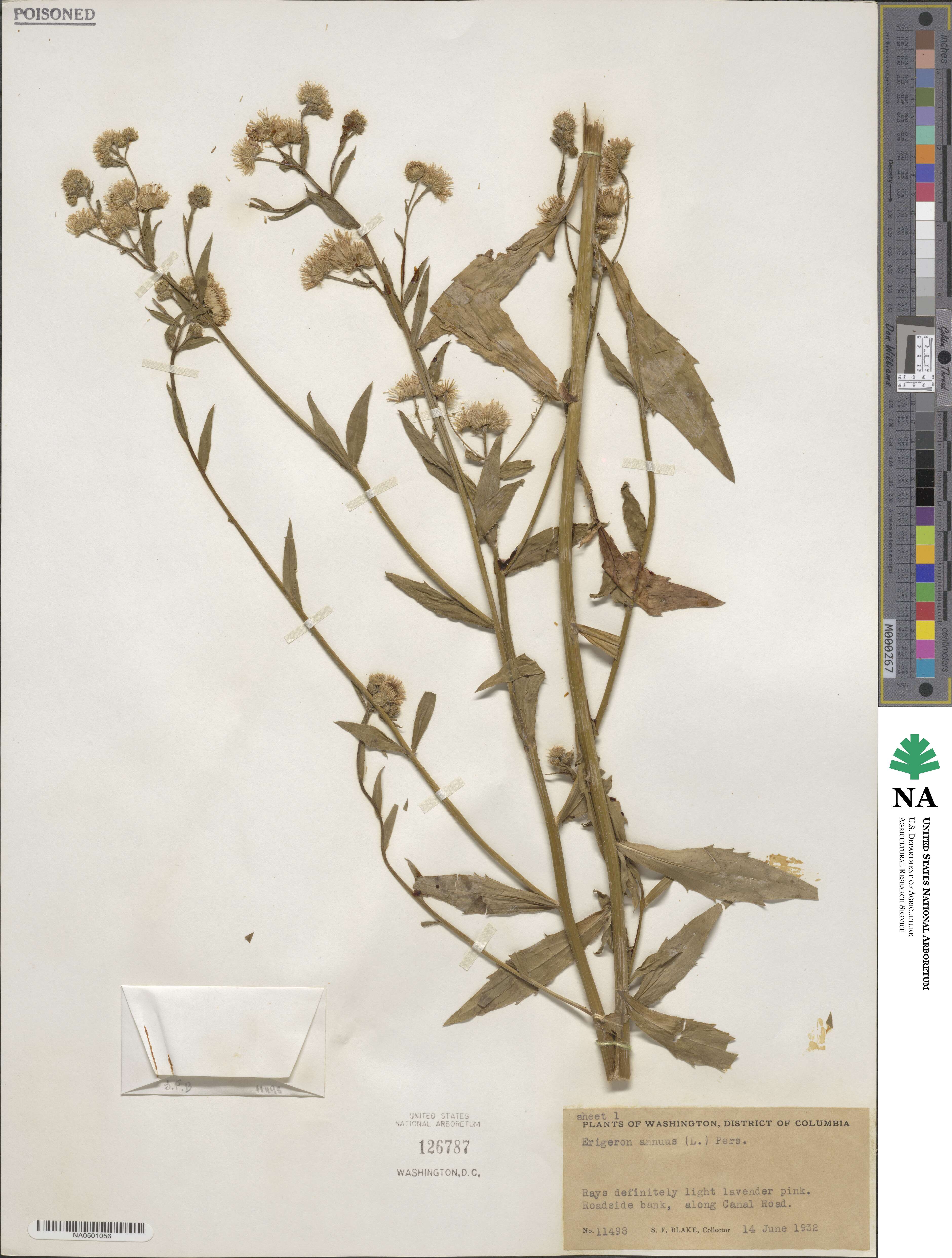 Erigeron annuus image