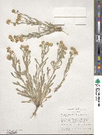 Erigeron aphanactis image