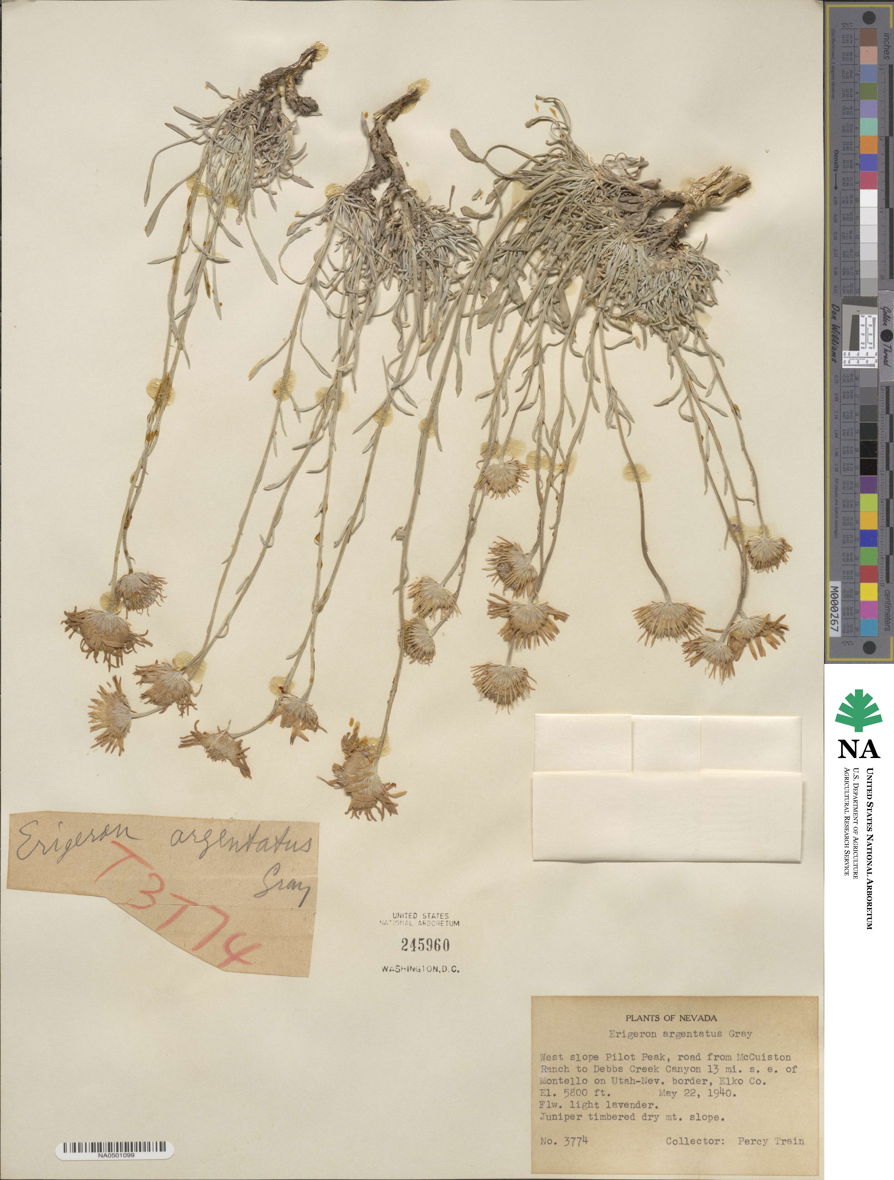 Erigeron argentatus image