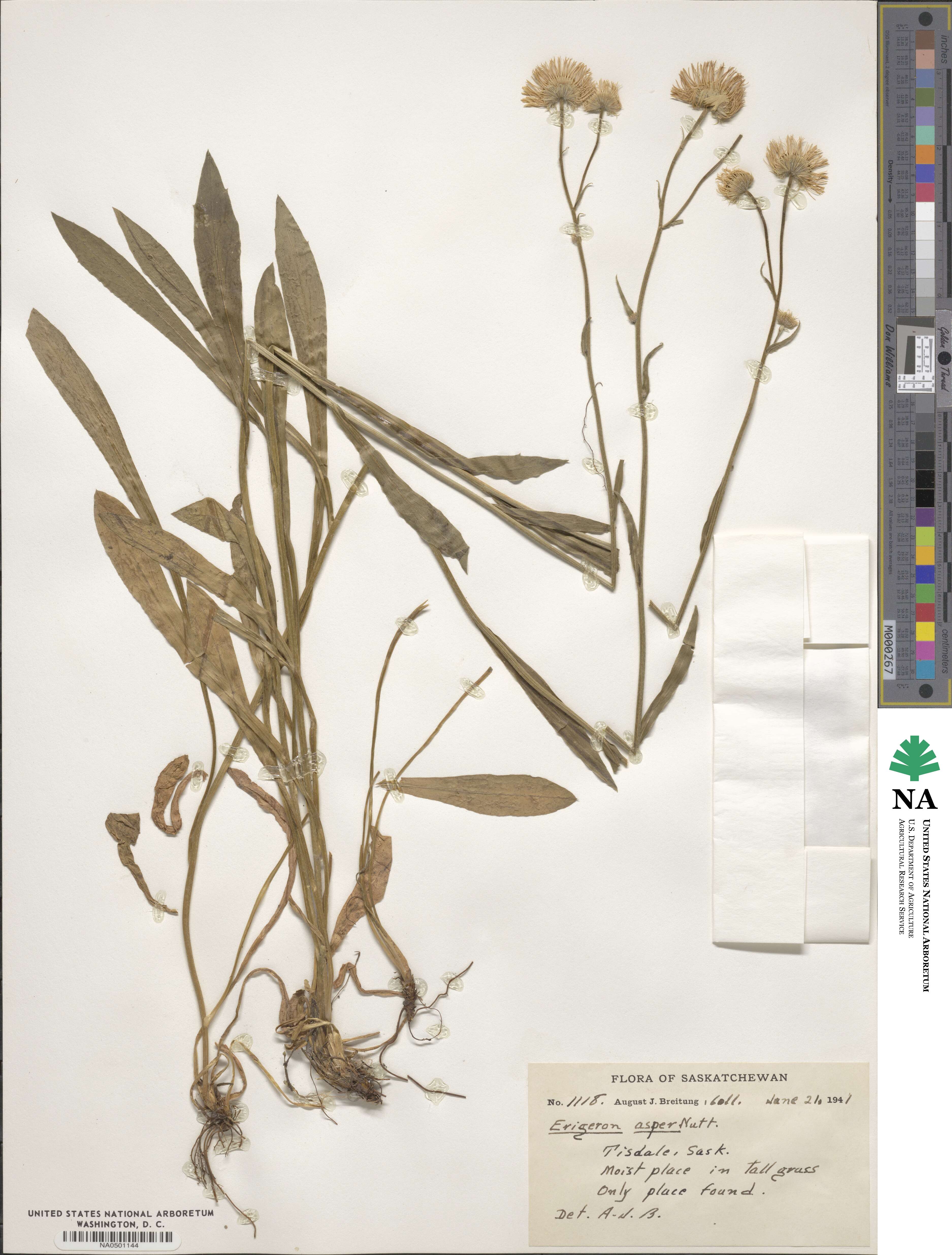 Erigeron glabellus image