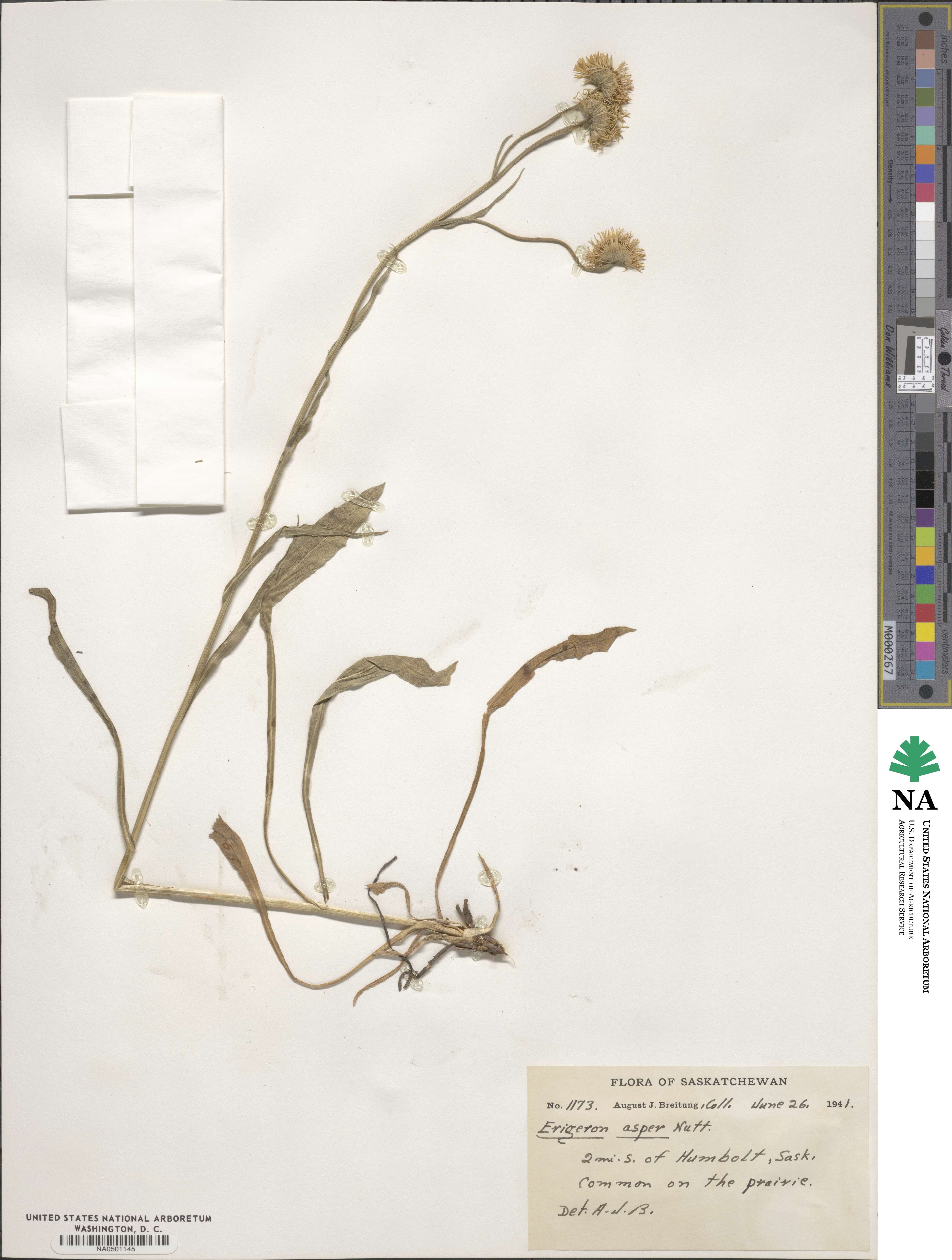 Erigeron glabellus image