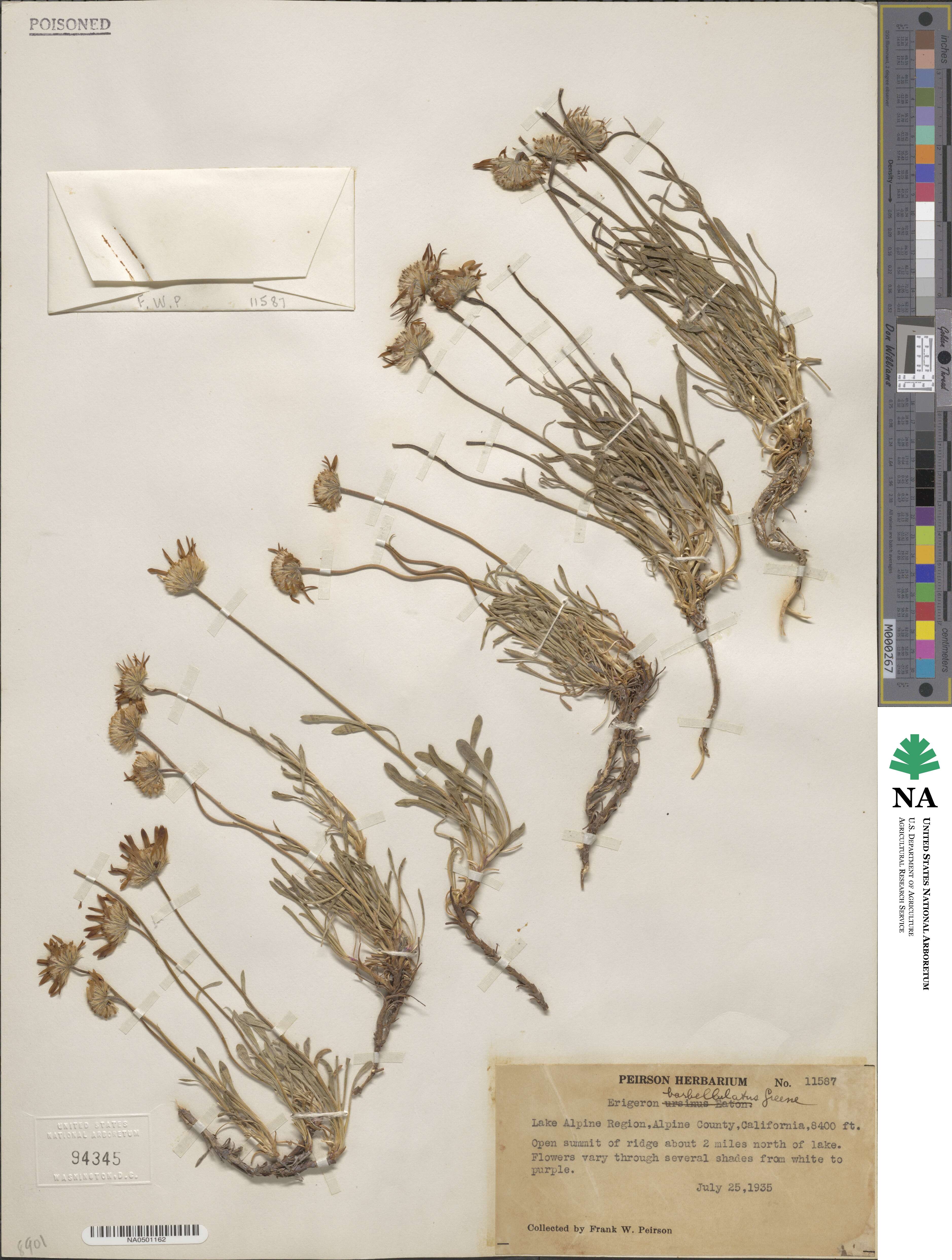 Erigeron barbellulatus image