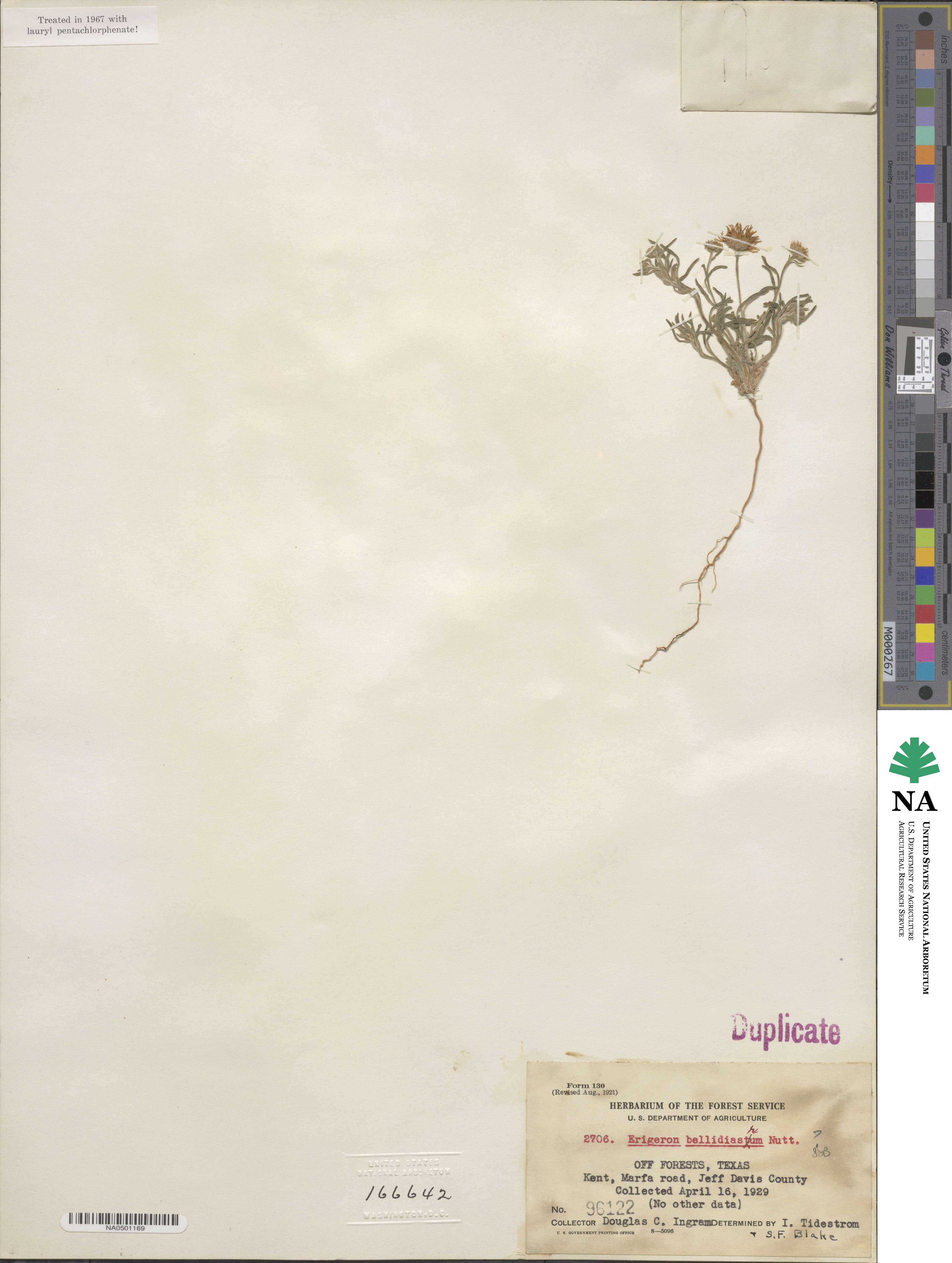 Erigeron bellidiastrum image