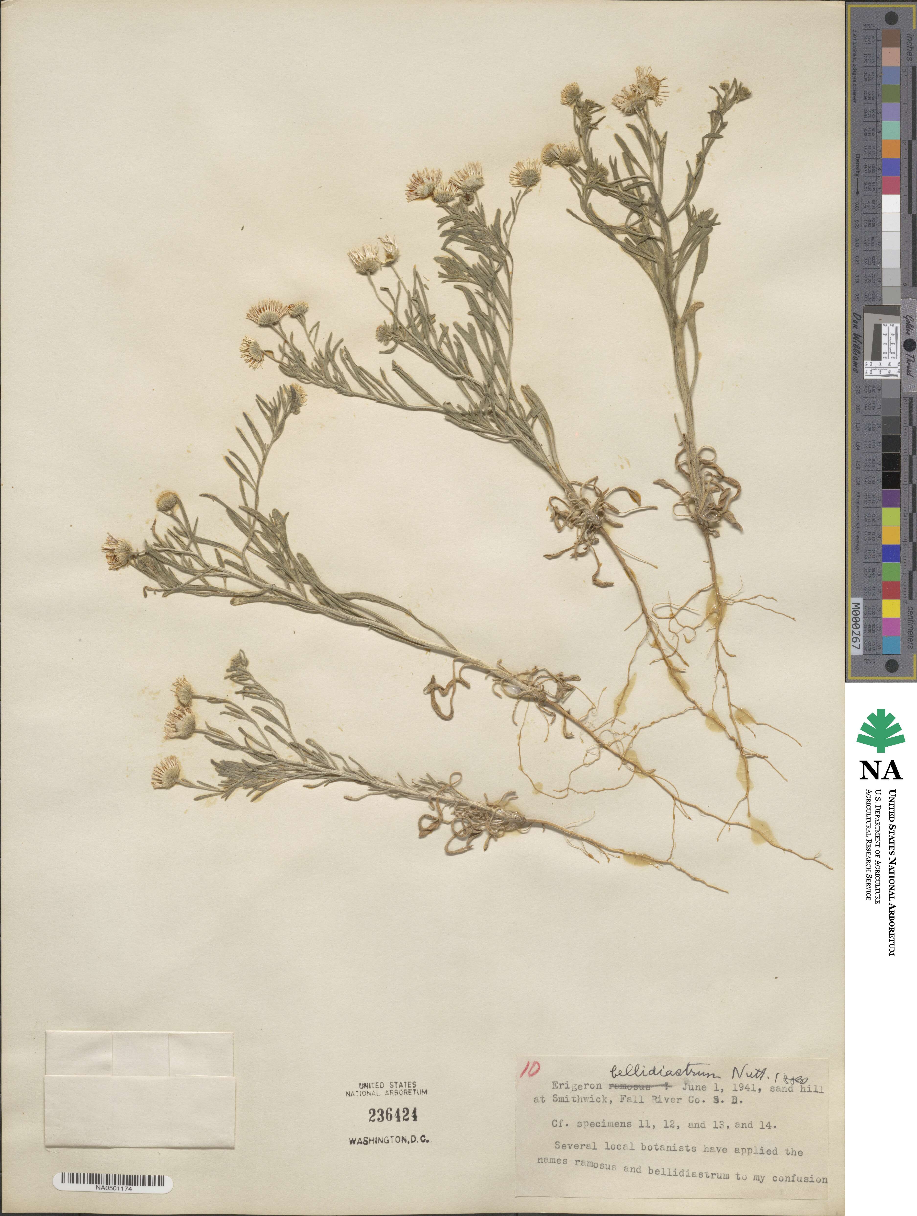 Erigeron bellidiastrum image