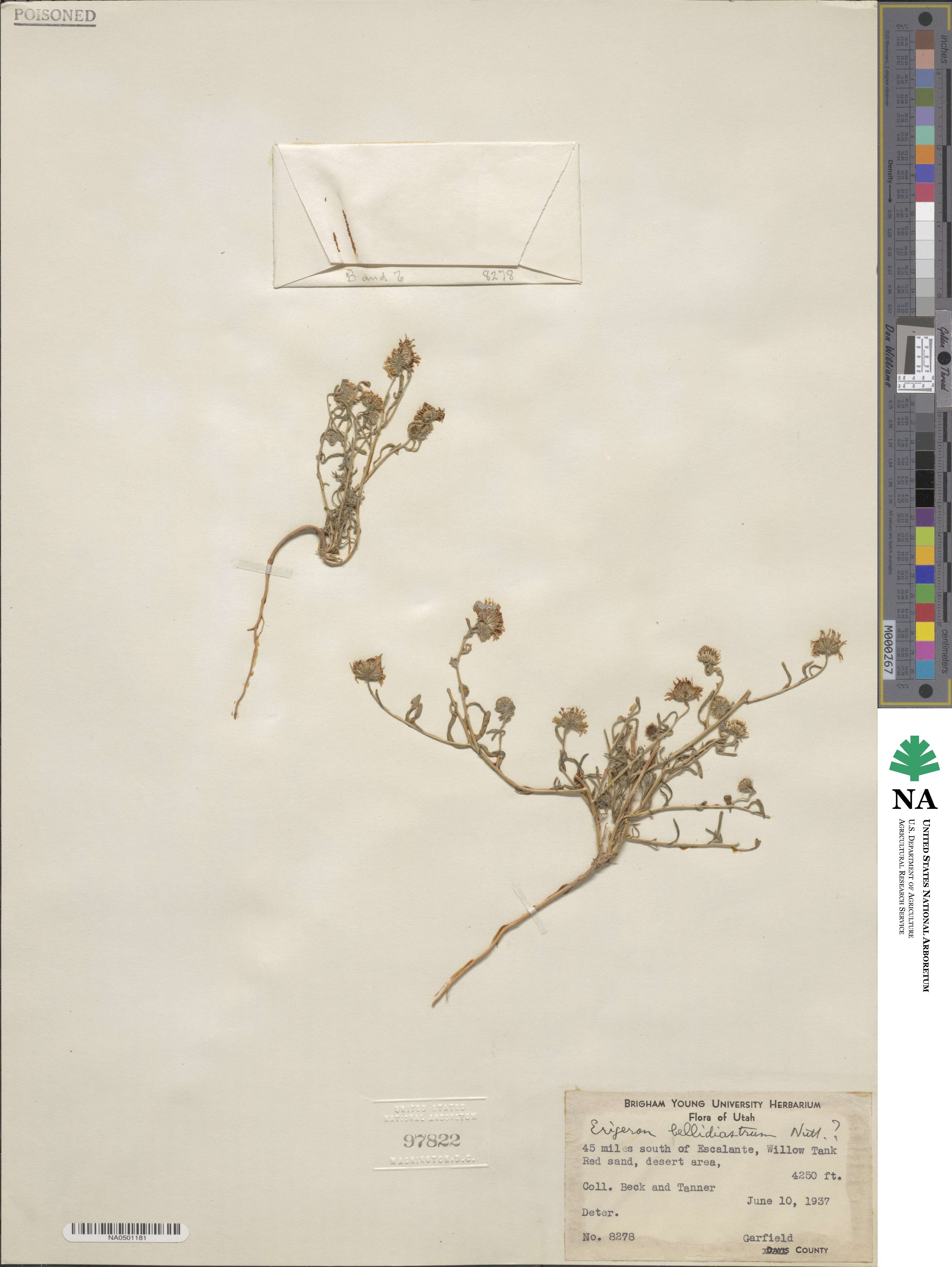 Erigeron bellidiastrum image