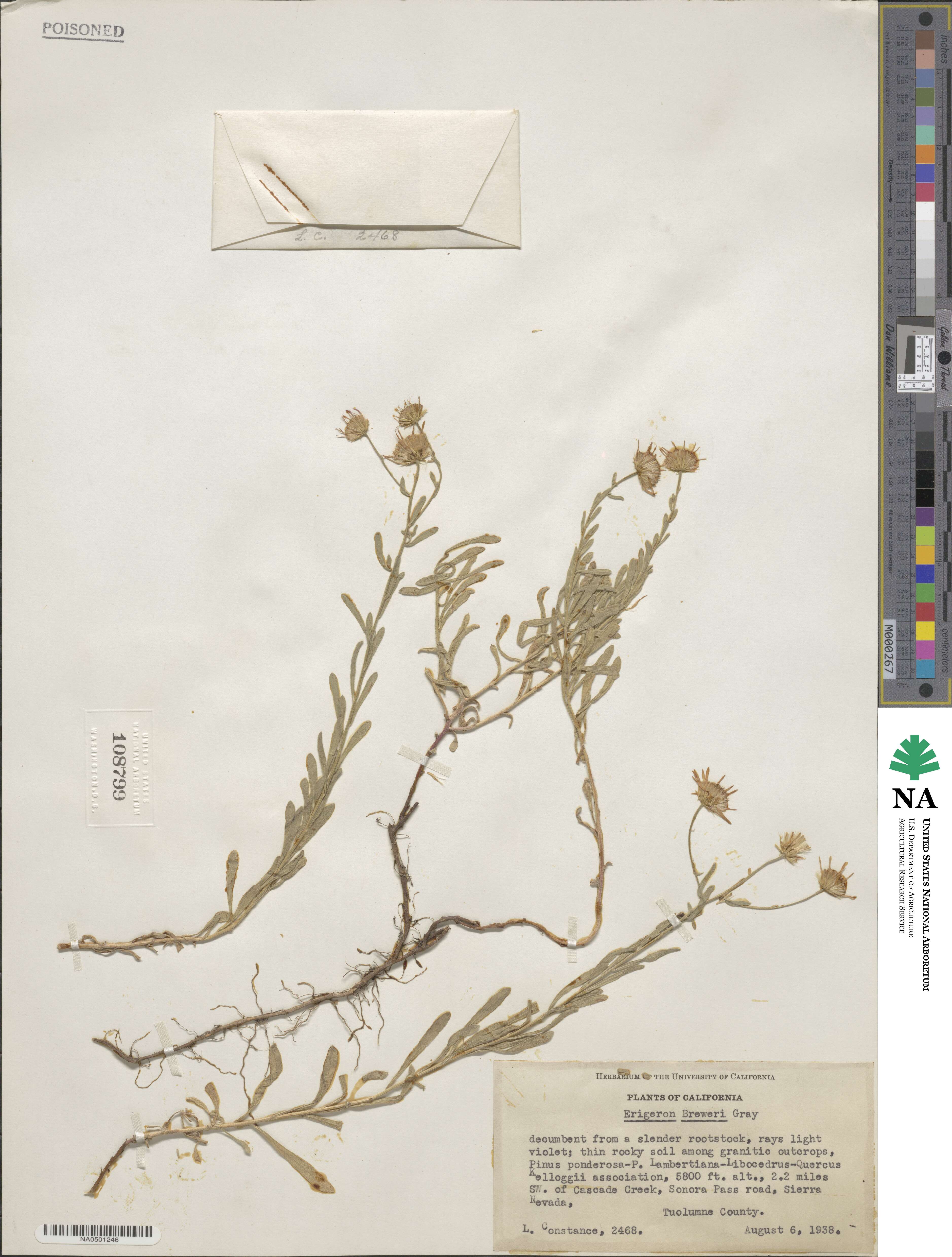 Erigeron breweri image
