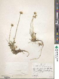 Erigeron compositus image