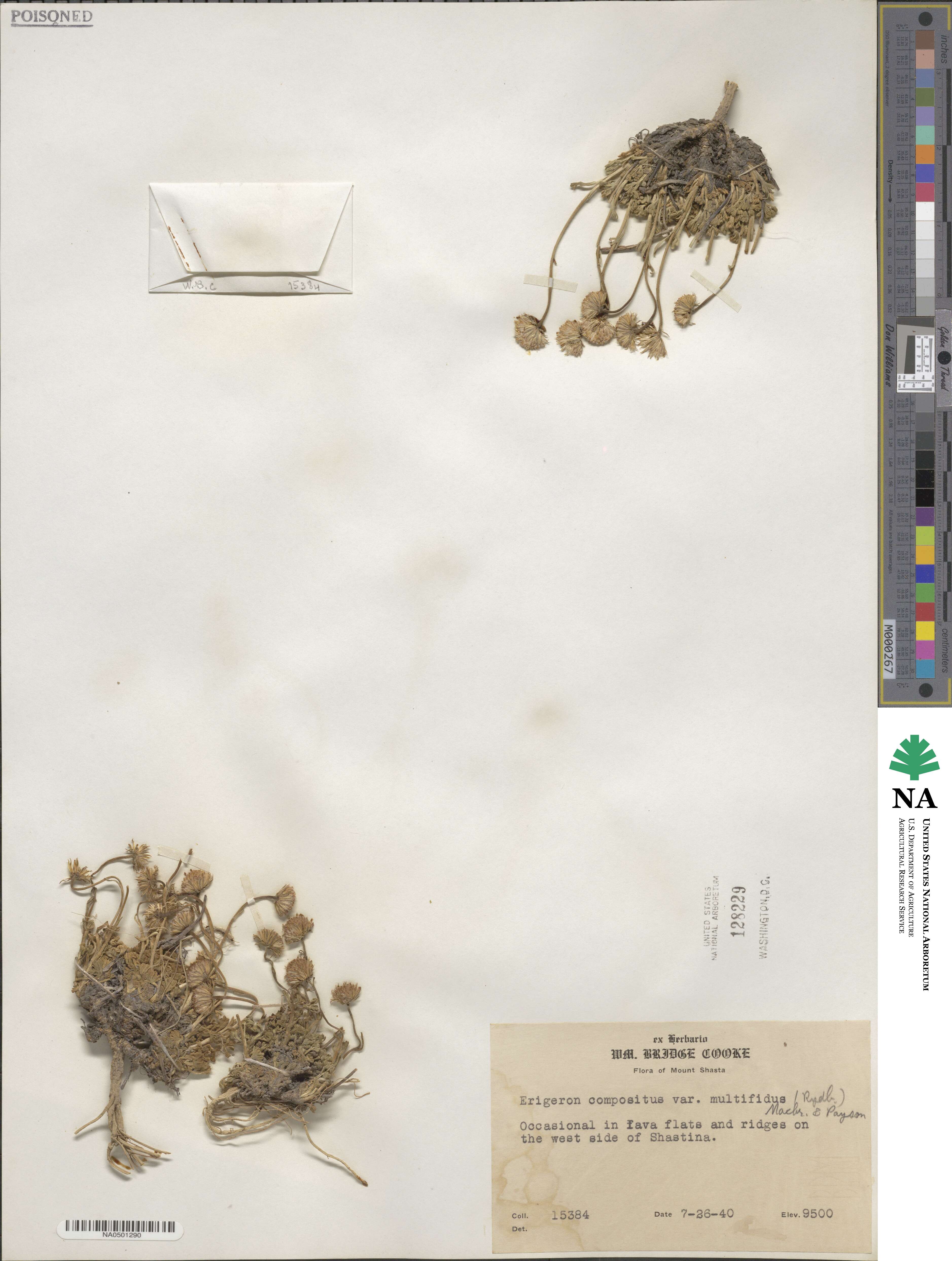 Erigeron compositus image