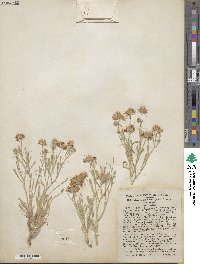 Erigeron concinnus image