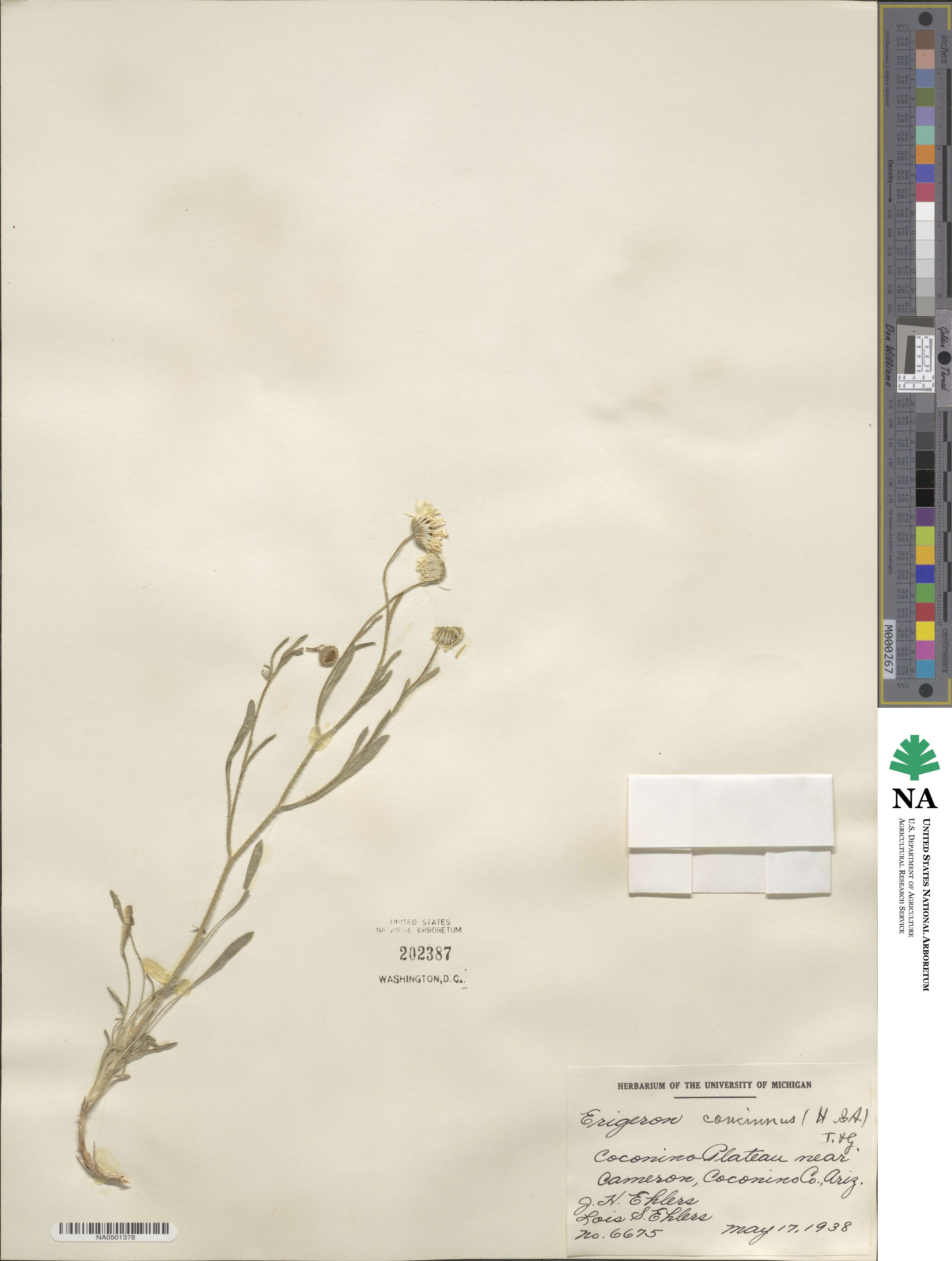 Erigeron concinnus image