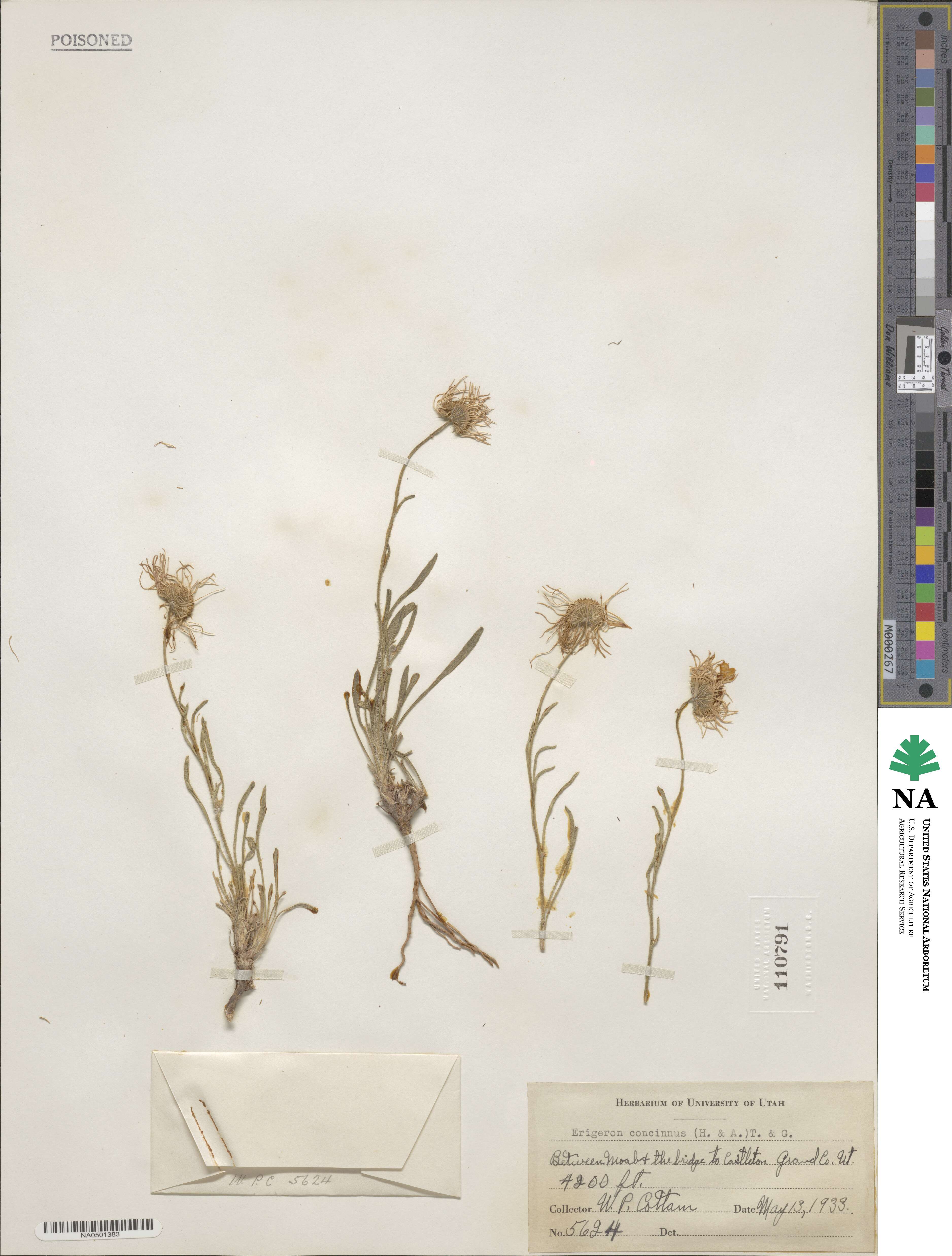 Erigeron concinnus image