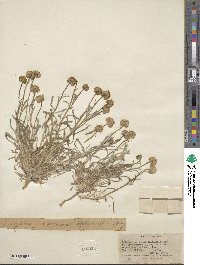 Erigeron aphanactis image