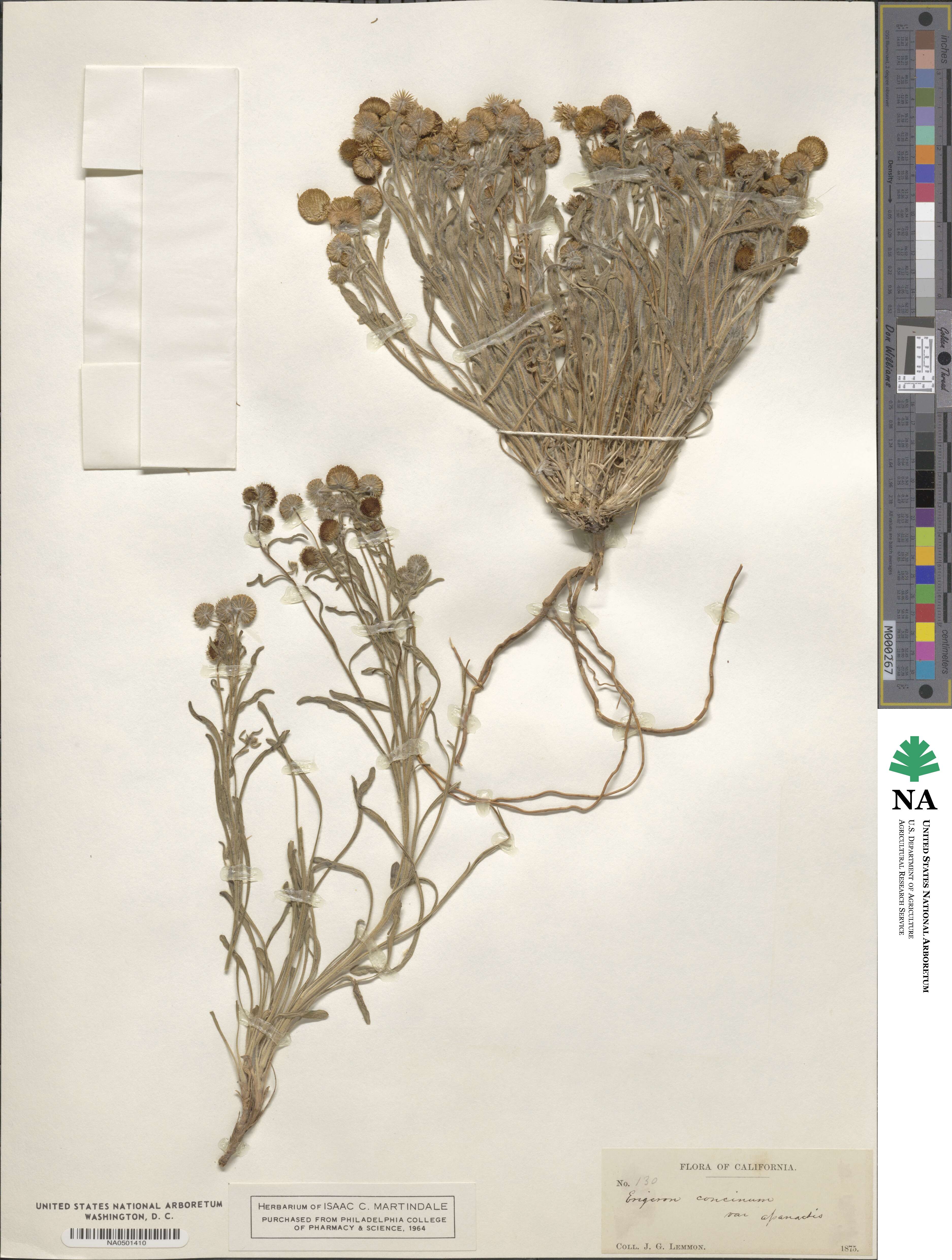 Erigeron aphanactis image