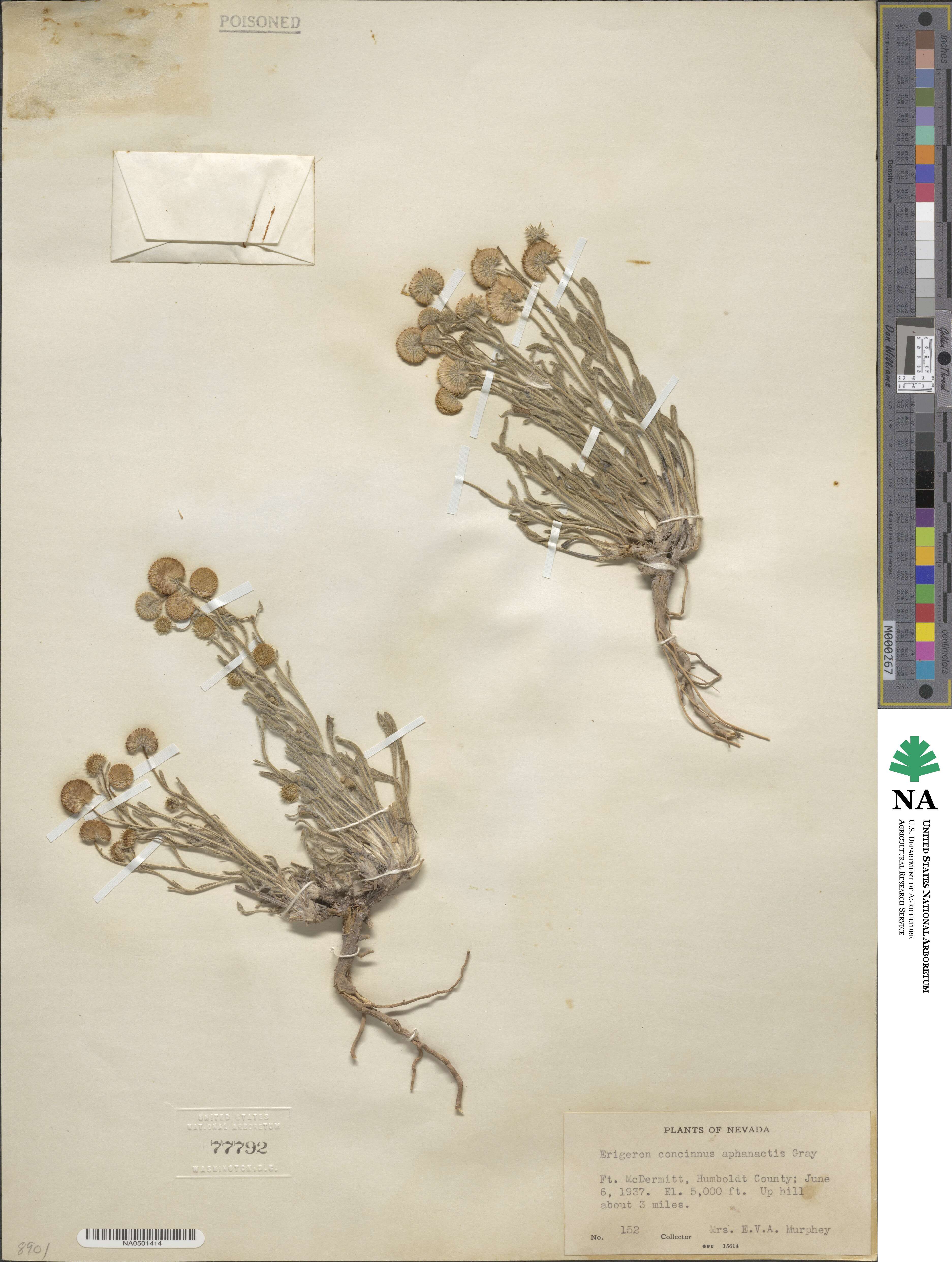 Erigeron aphanactis image