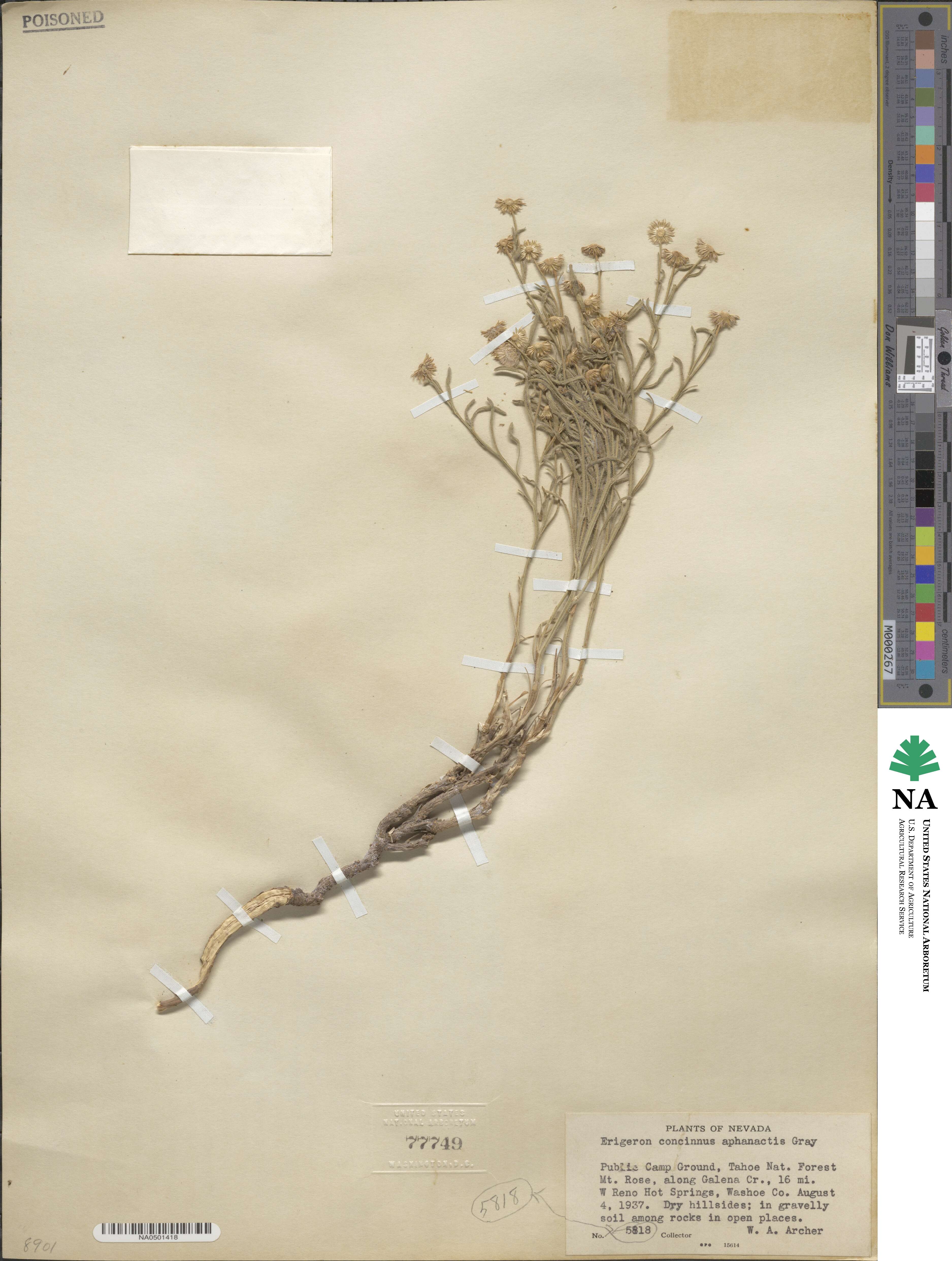Erigeron aphanactis image