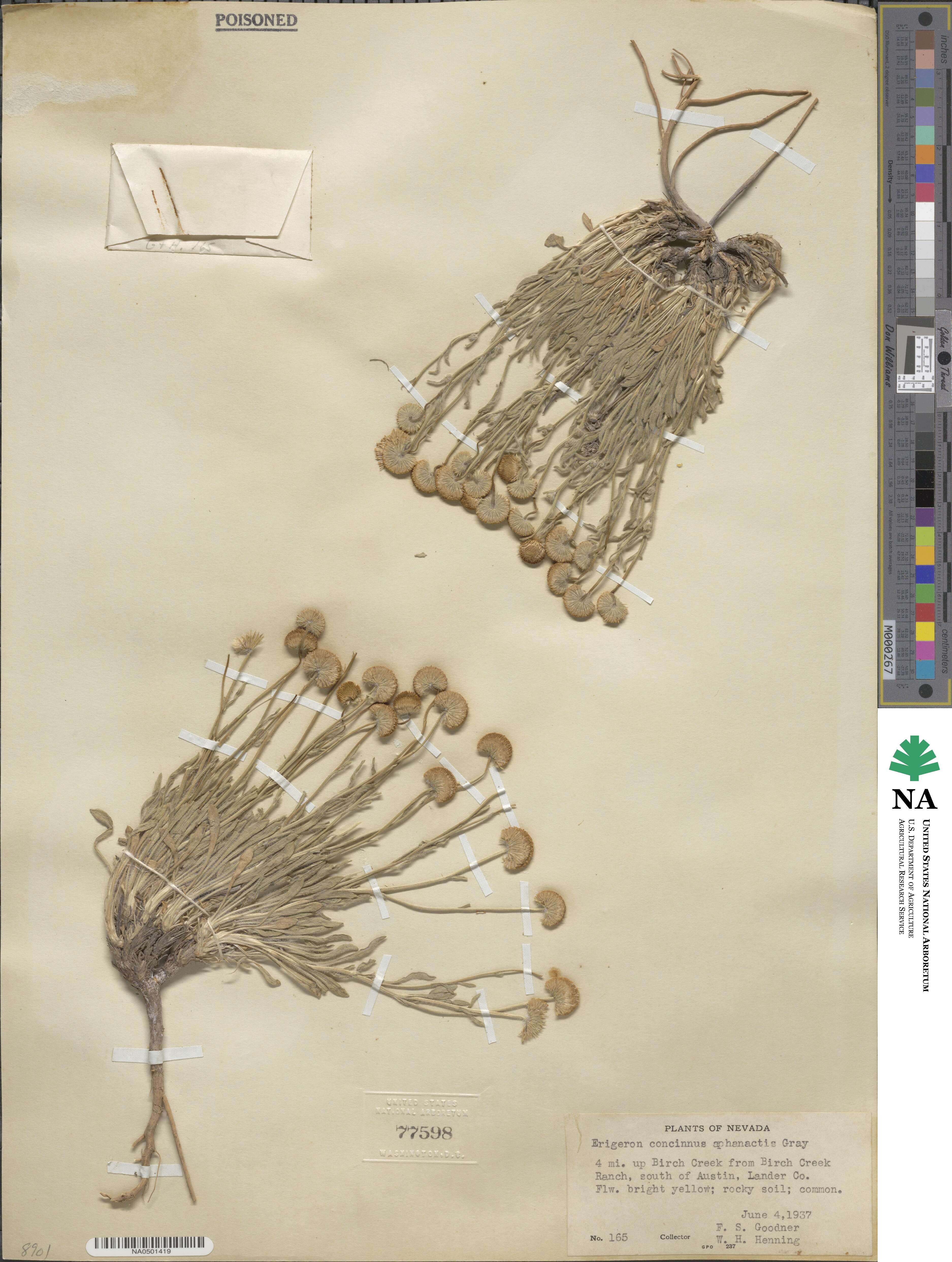 Erigeron aphanactis image