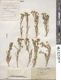 Erigeron aphanactis image