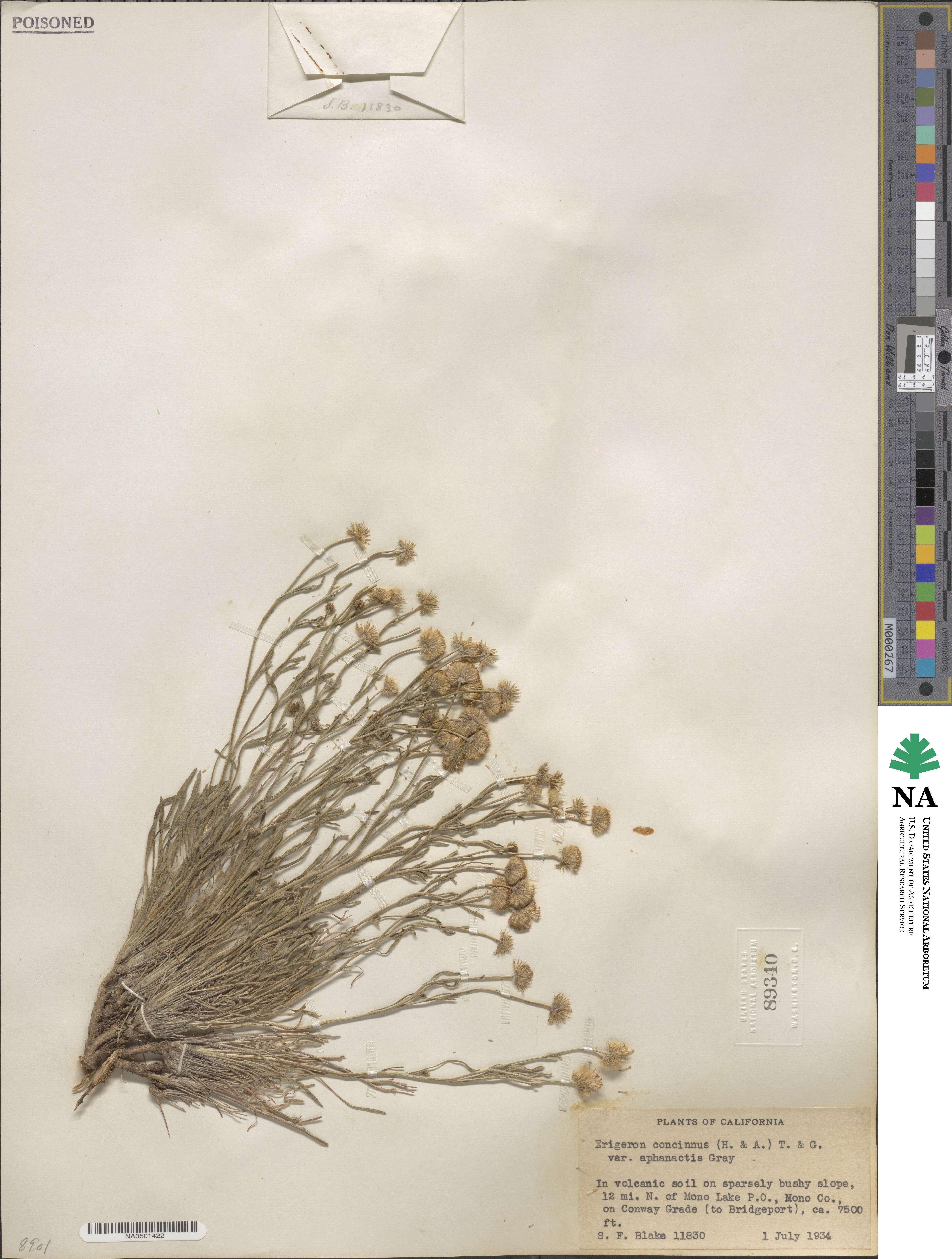 Erigeron aphanactis image