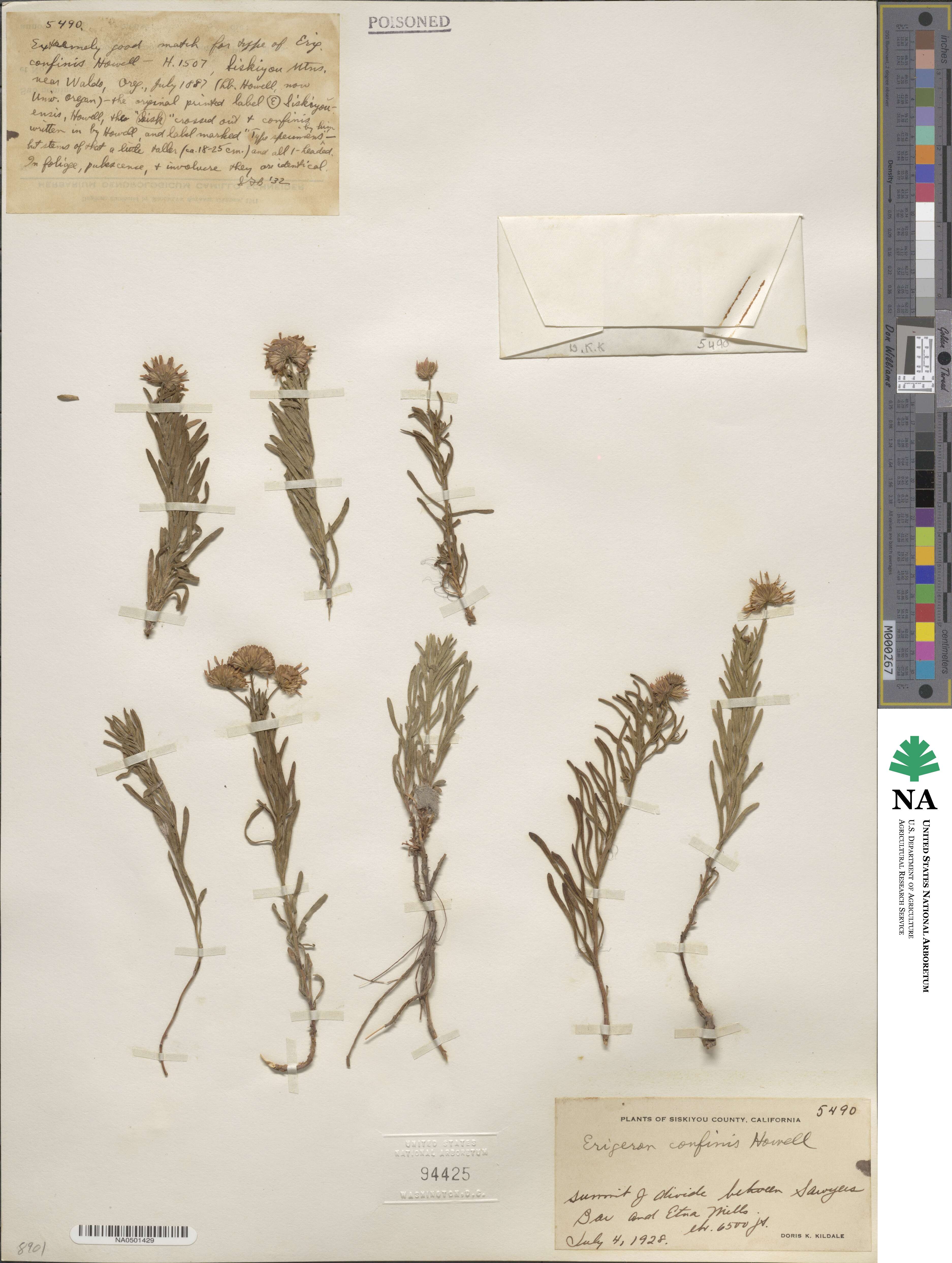 Erigeron foliosus var. confinis image