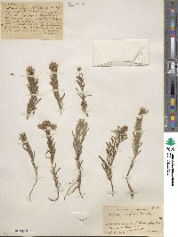 Erigeron foliosus image