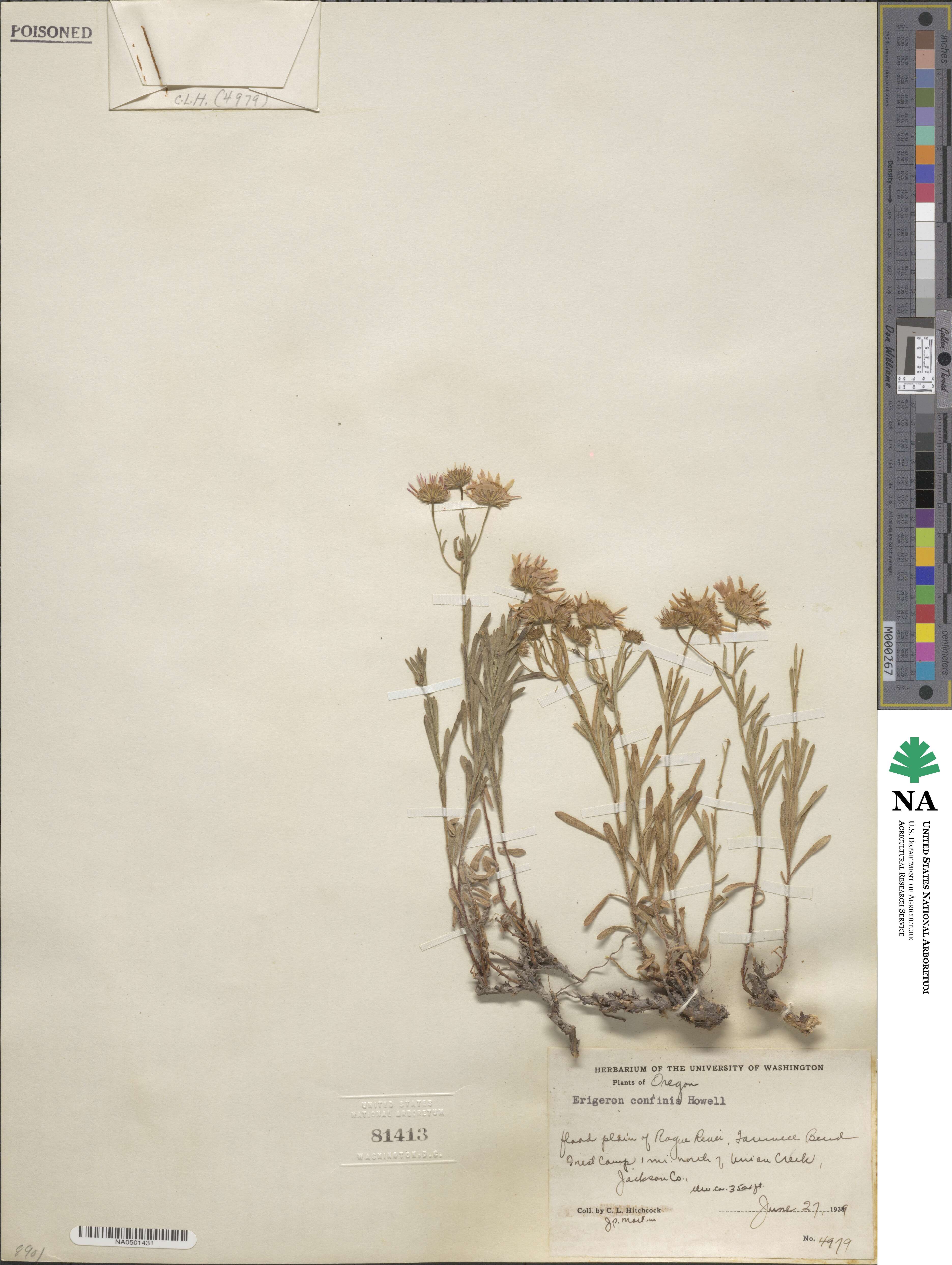 Erigeron foliosus var. confinis image