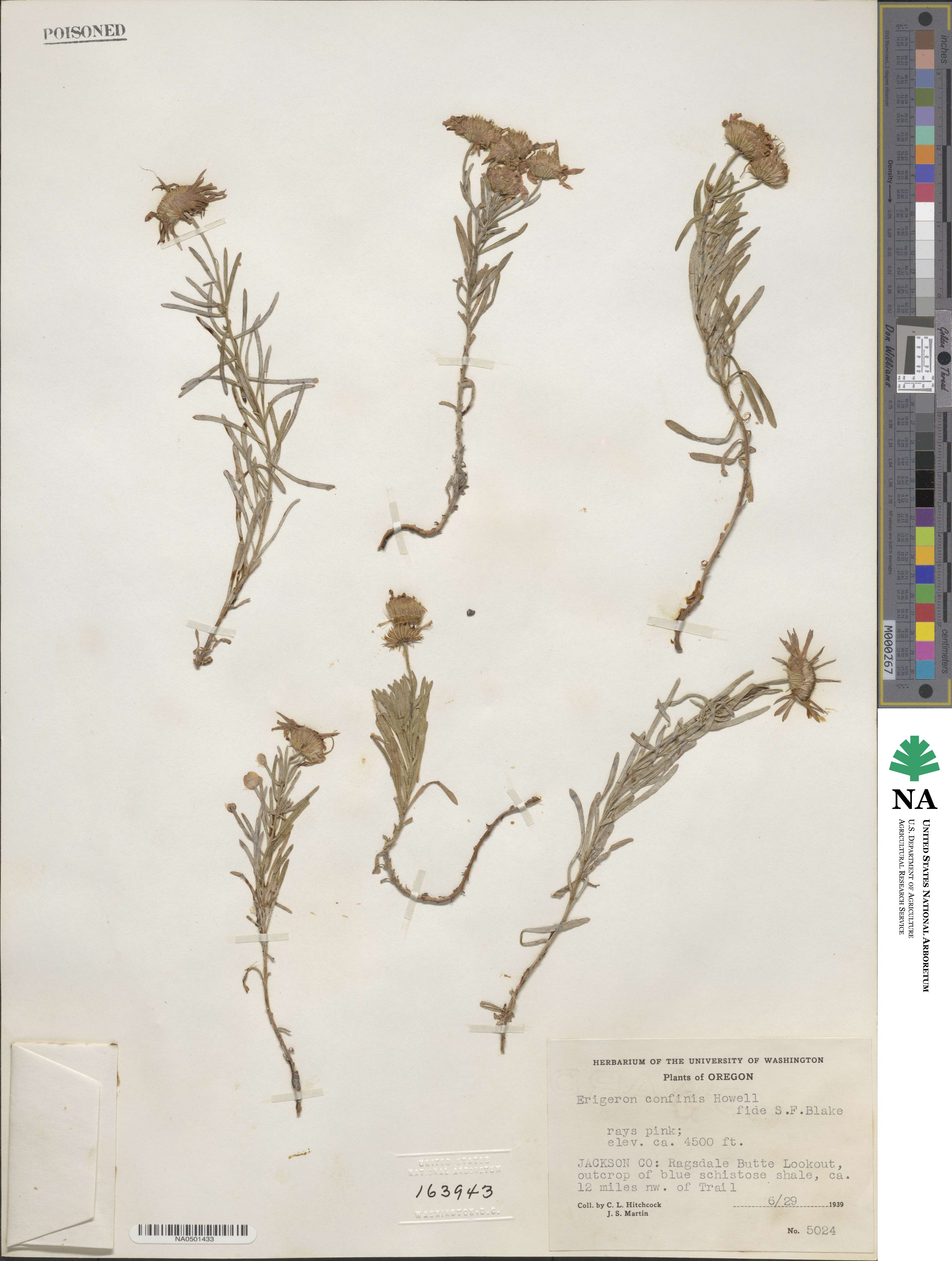 Erigeron foliosus var. confinis image