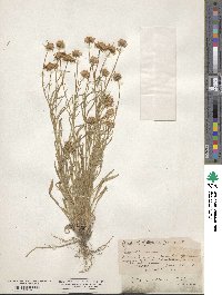 Image of Erigeron corymbosus