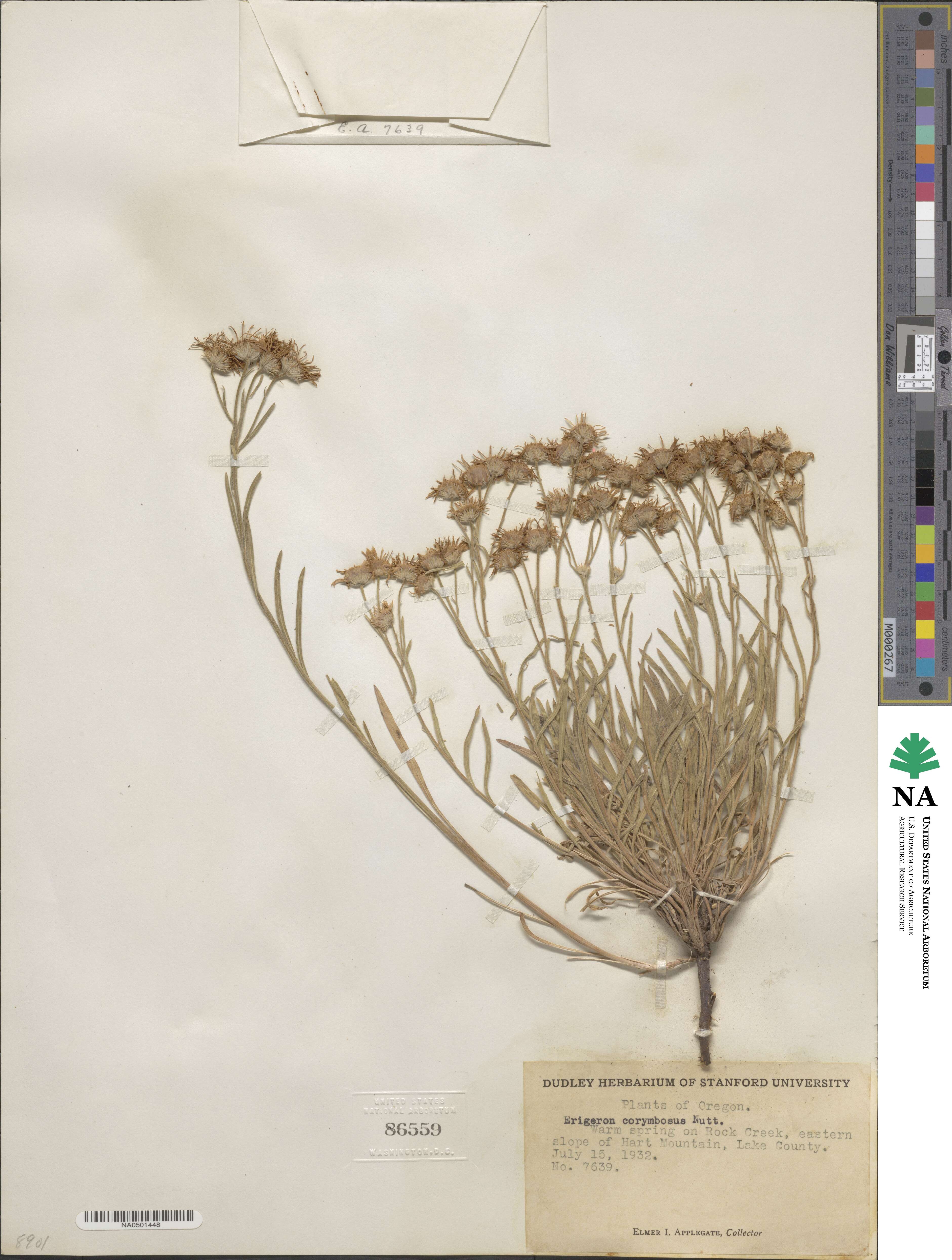 Erigeron corymbosus image