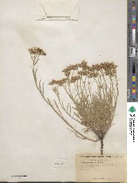 Erigeron corymbosus image