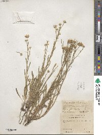 Erigeron corymbosus image