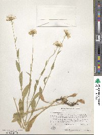 Erigeron coulteri image