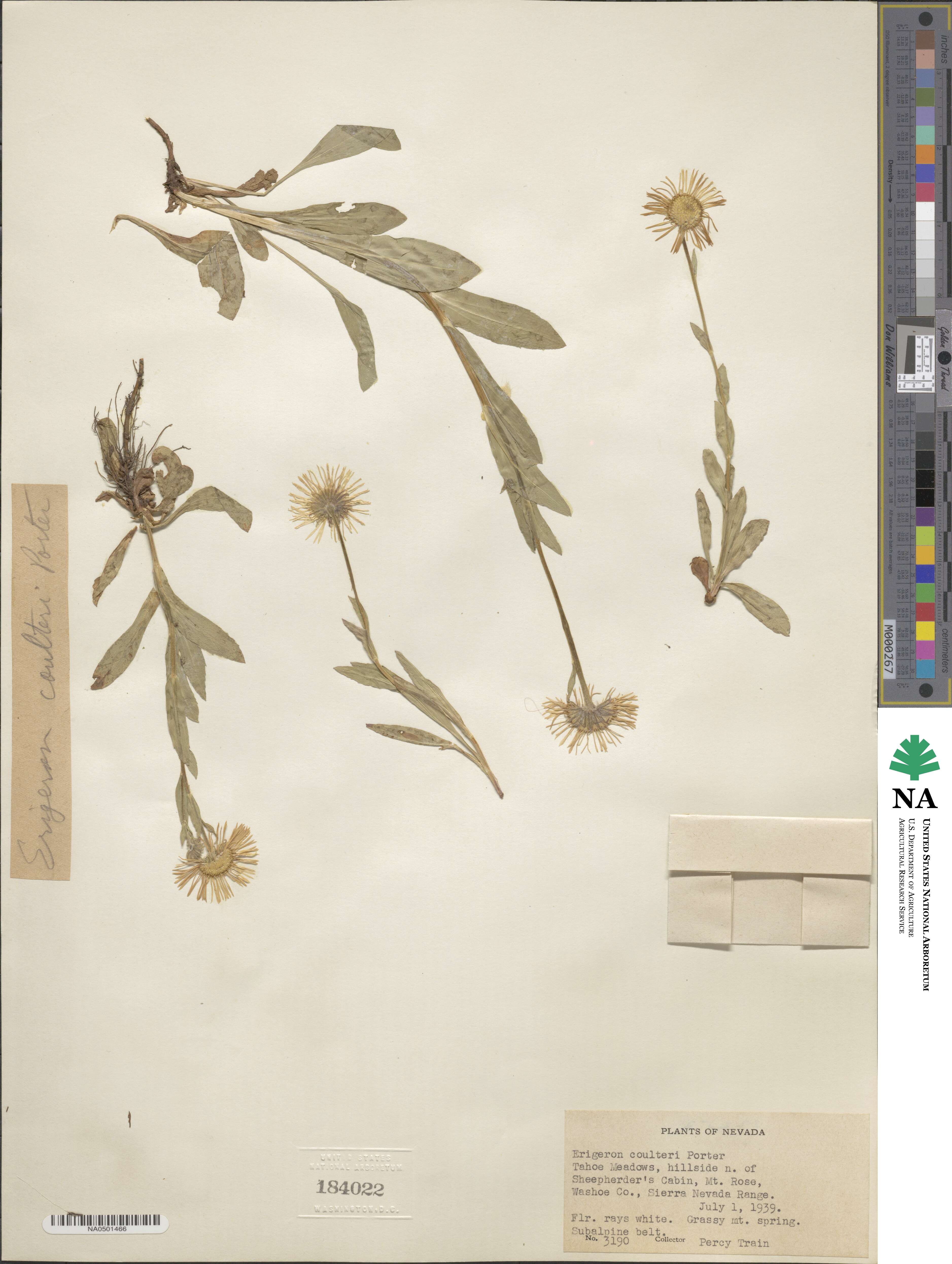 Erigeron coulteri image