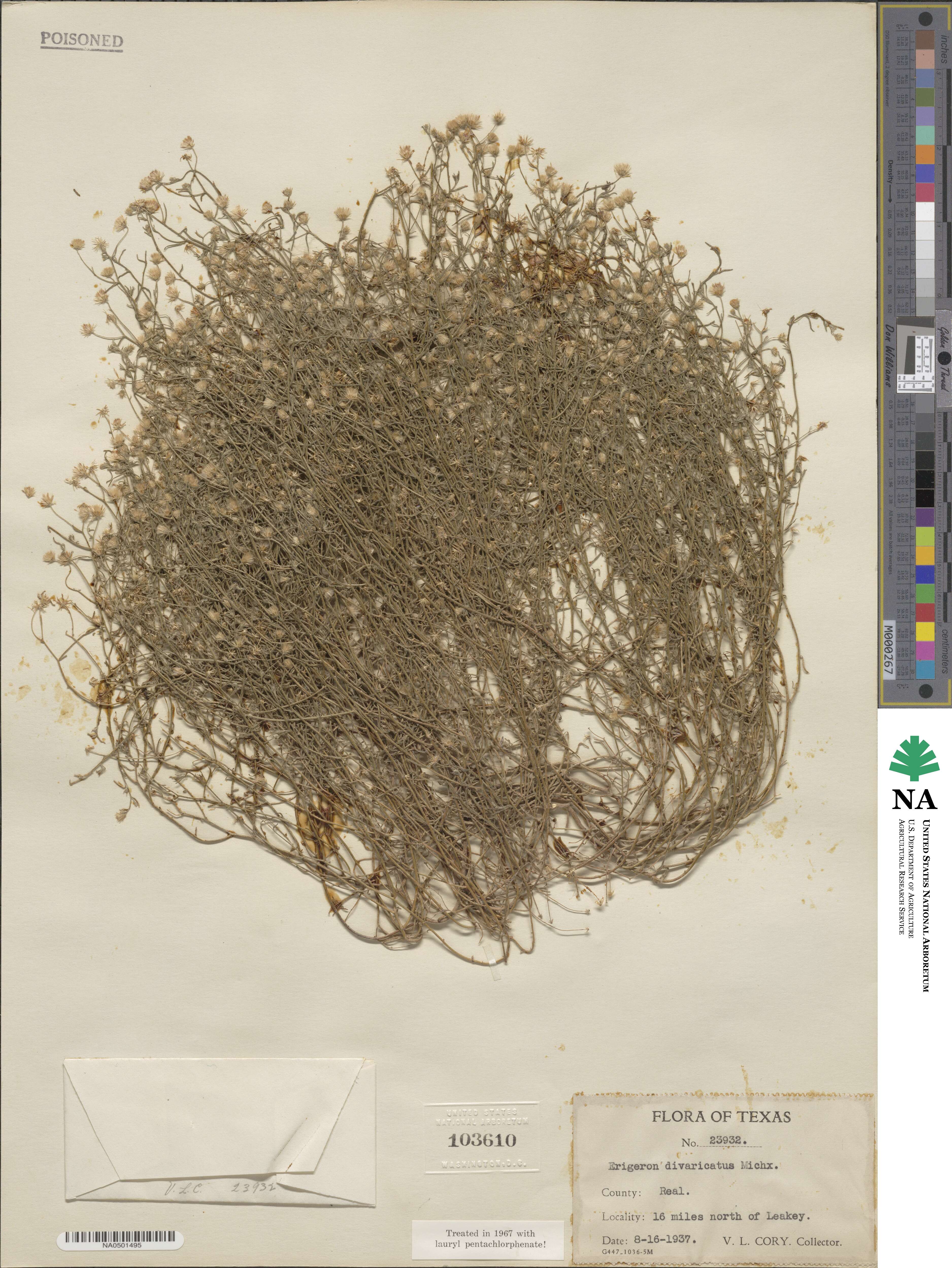 Erigeron divaricatus image