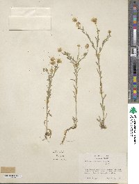 Erigeron divergens image