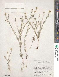 Erigeron divergens image